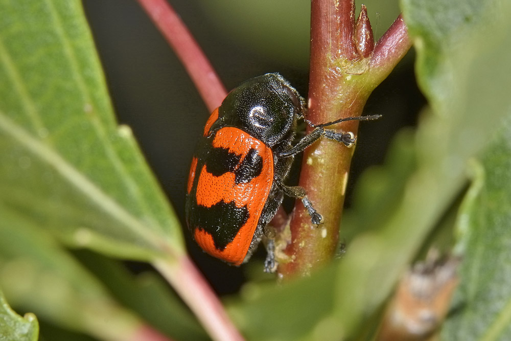 Chrysomelidae:  Cryptocephalus loreyi, femmina